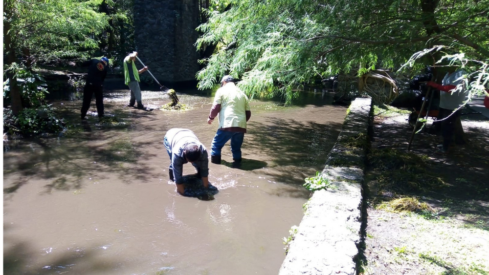 Retiran Vegetaci N Acu Tica Ex Tica Del Parque Barranca Chapultepec