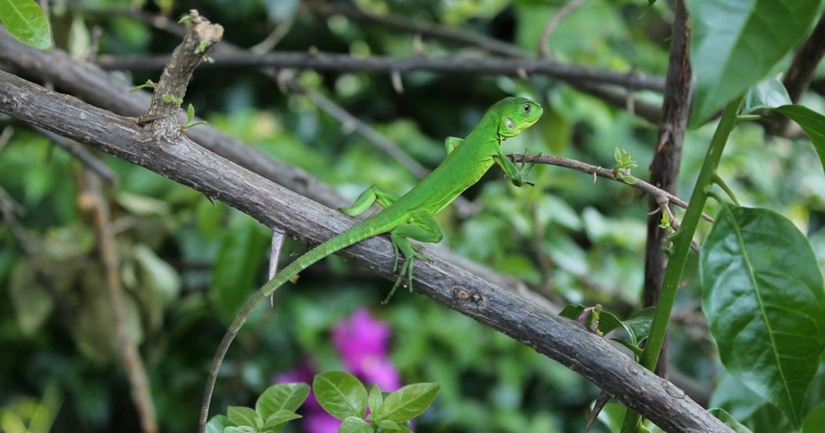 Conoce la biodiversidad de Tetela del Volcán 24 Morelos