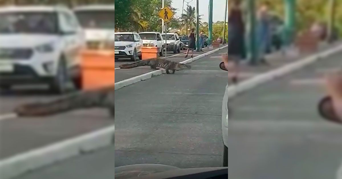 Cocodrilo Se Pasea Por Calles De Tampico Morelos