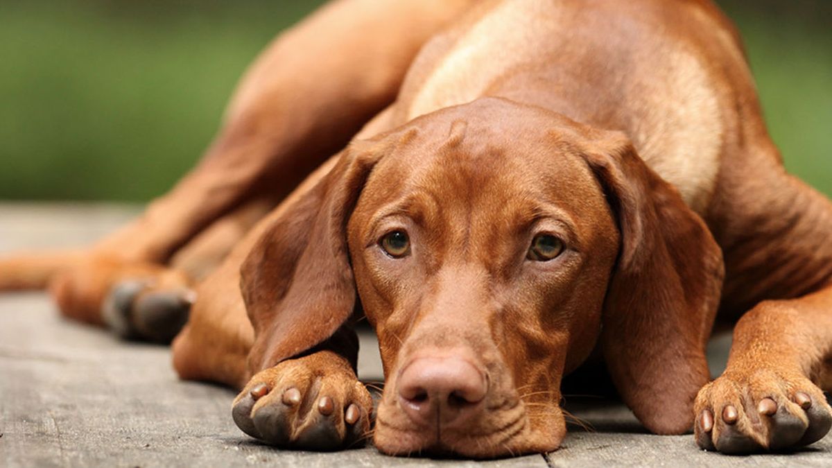 Cada A O Abandonan A Medio Mill N De Perros Y Gatos Morelos