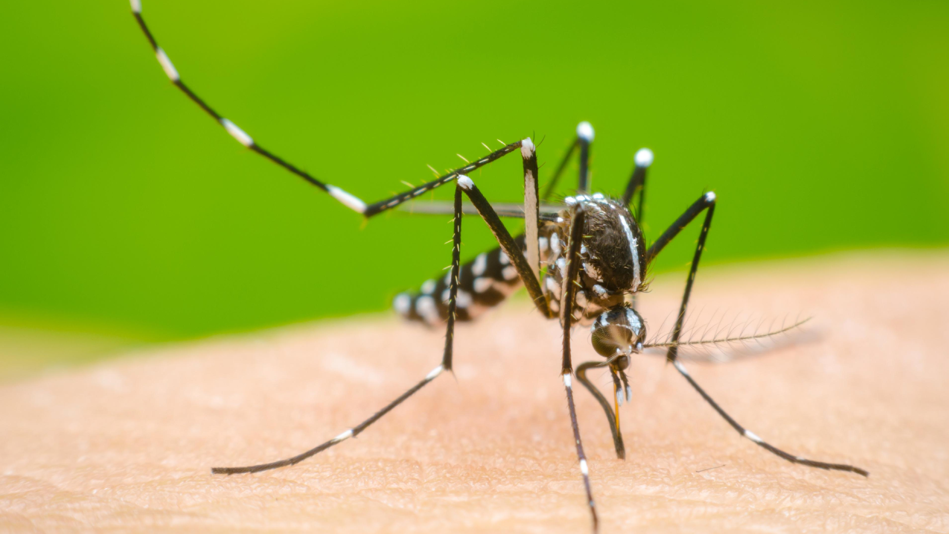 dengue mosco morelos