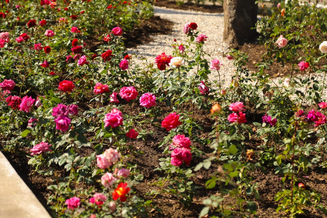 Jardín polinizador en Jardín Borda 