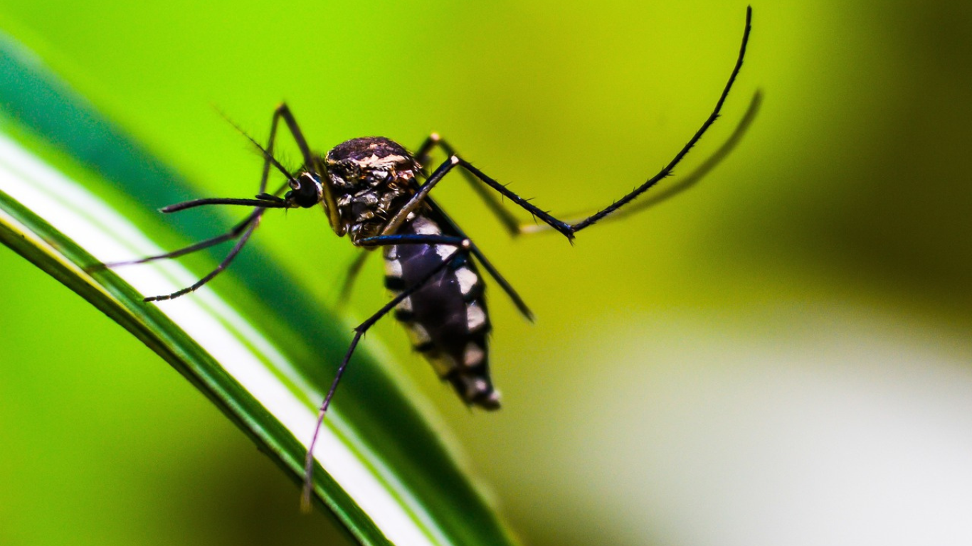 Dengue Qué Es Y Cómo Prevenirlo 2313