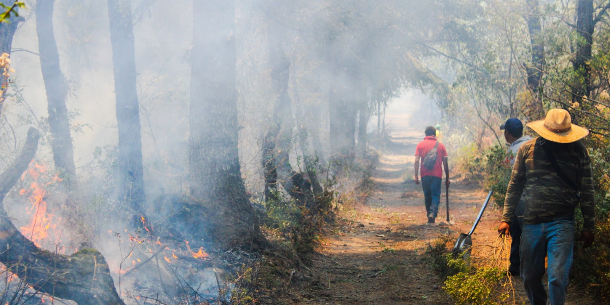 Uno De Cada 10 Incendios Forestales Son Por Actividades “recreativas” 2459