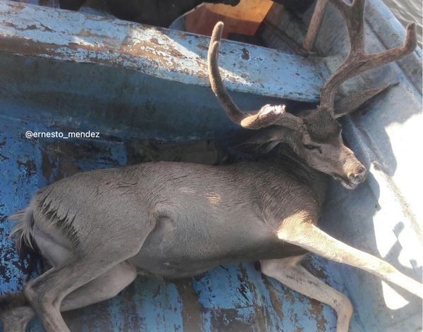 Captan Impresionante Caza De Venado Bura En Mar Abierto Morelos