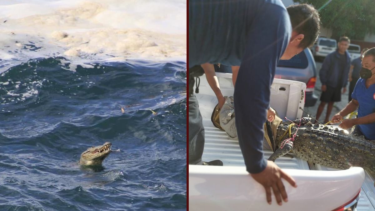 Capturan a cocodrilo que se paseaba por playa de Acapulco - 24 Morelos