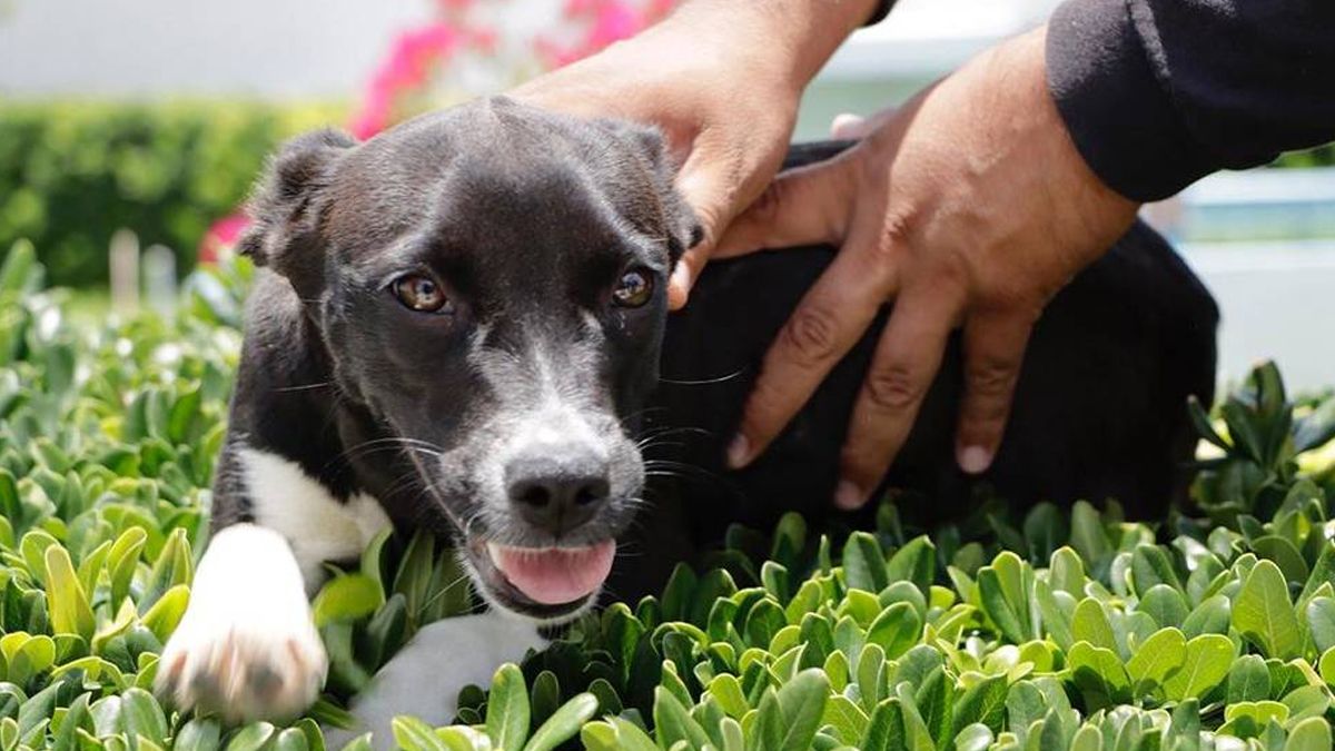 Esterilización